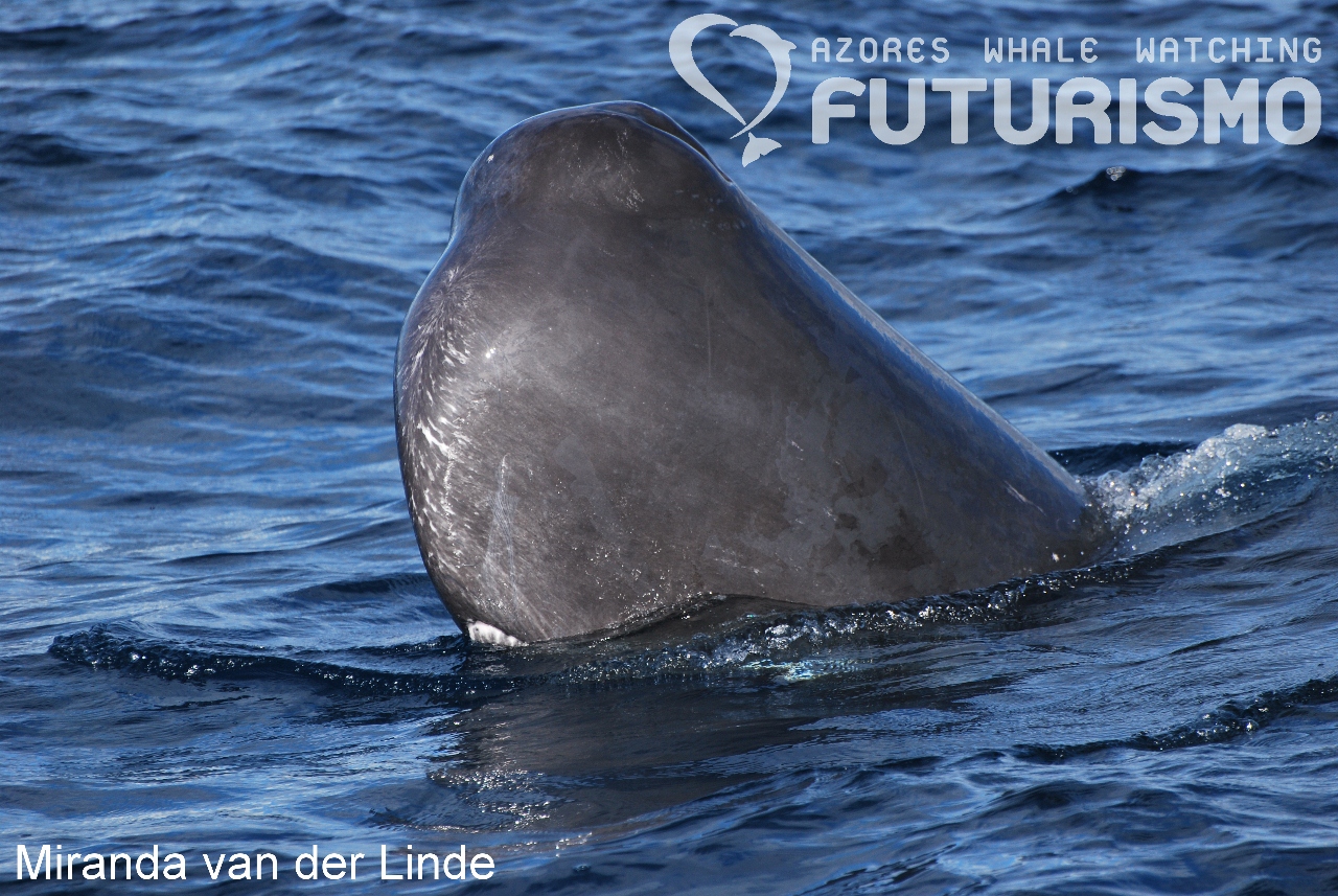 Idea sperm whale food Attentively sperm whale food